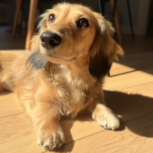 Tohru Hounda portrait