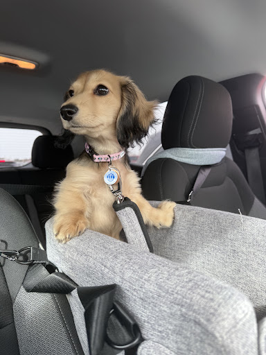 Tohru Hounda car ride